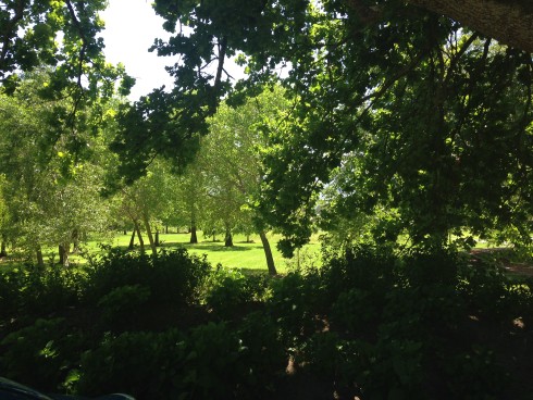 The lush green gardens at Anthonij Rupert Wines.