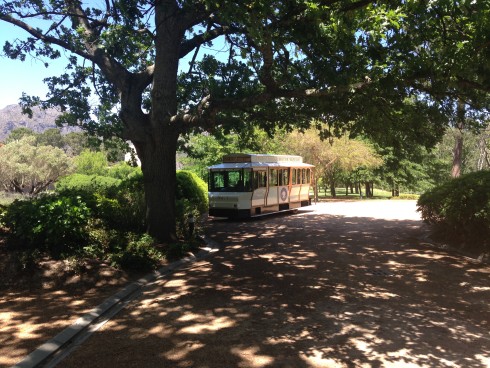 The tram waiting for us under one of the huge trees at Anthonij Rupert Wines.