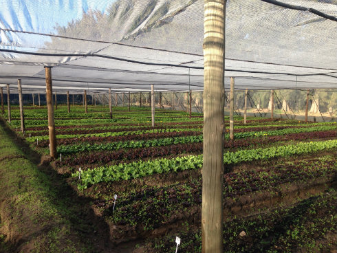 A shaded part of the vegetable garden.